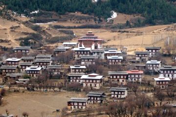 Ura Matsutake Mushroom Festival