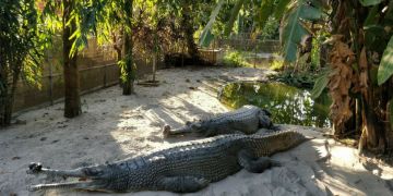 Amo Chu Crocodile Zoo