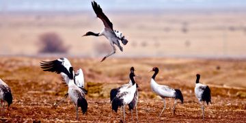 Phobjikha Valley, Bhutan